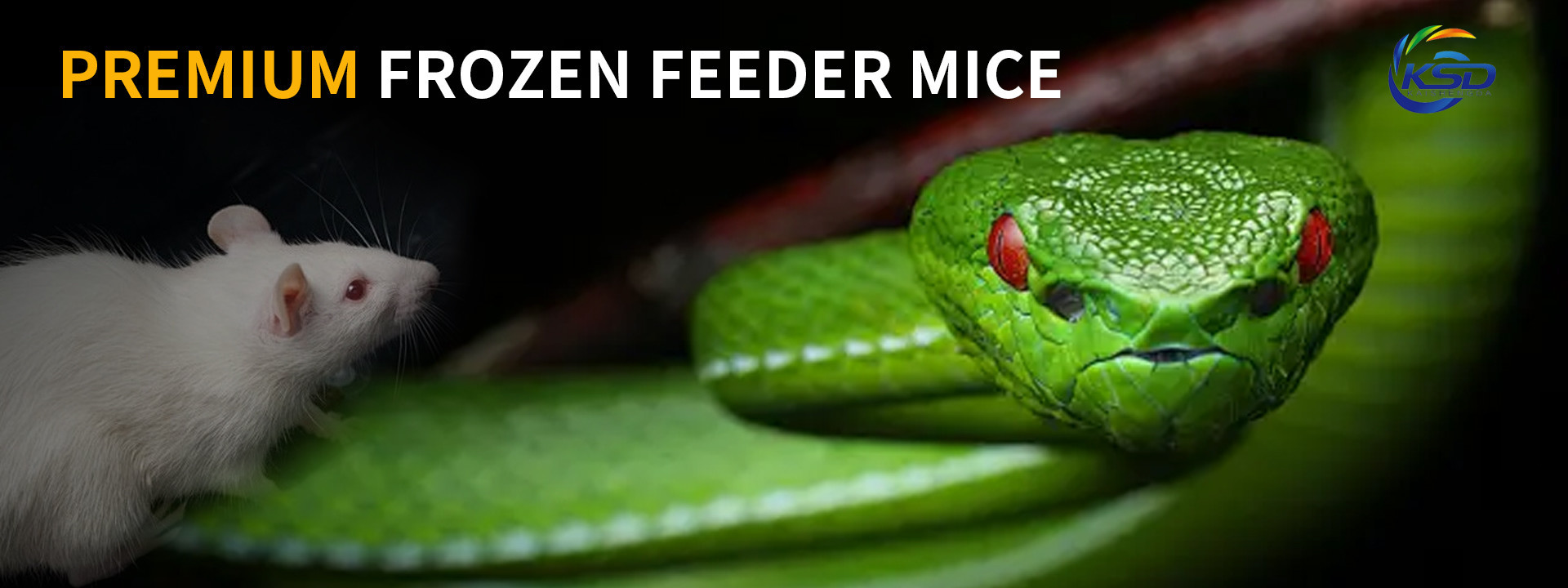 Quality Frozen Feeder Mice factory