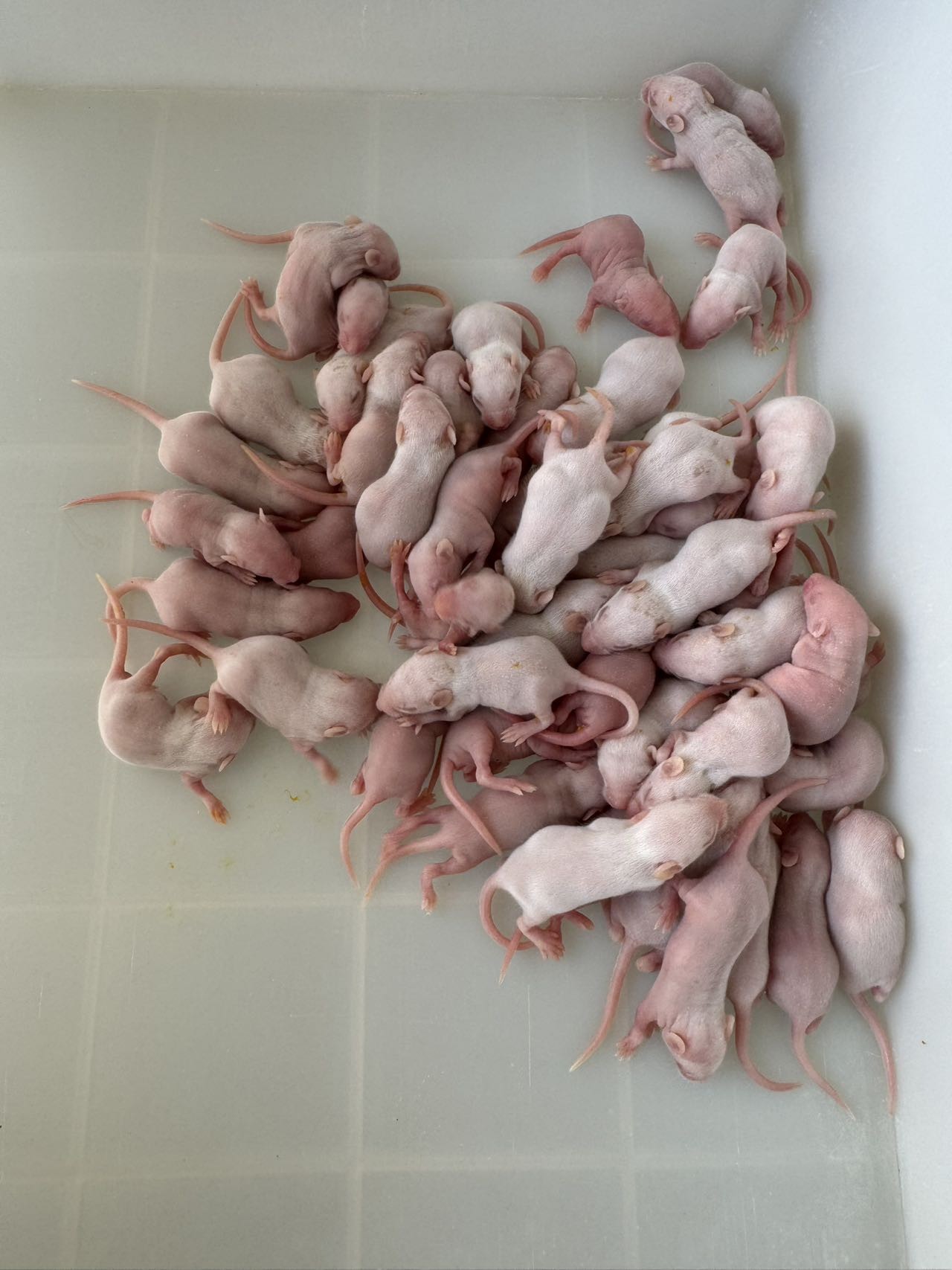 Various Sizes Frozen Feeder Rats Pre Killed For Adult Snakes And Reptiles
