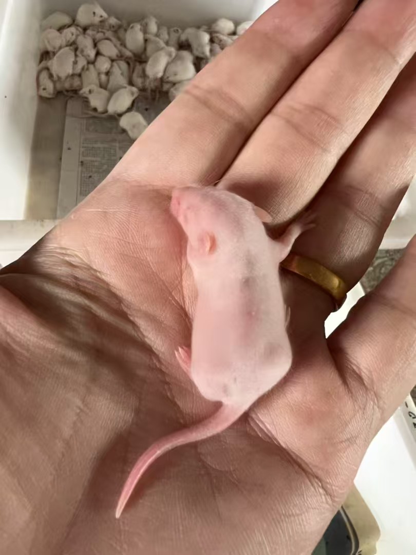 Customized Mixed Frozen Medium Feeder Rats For Rattus Norvegicus Rodent ...
