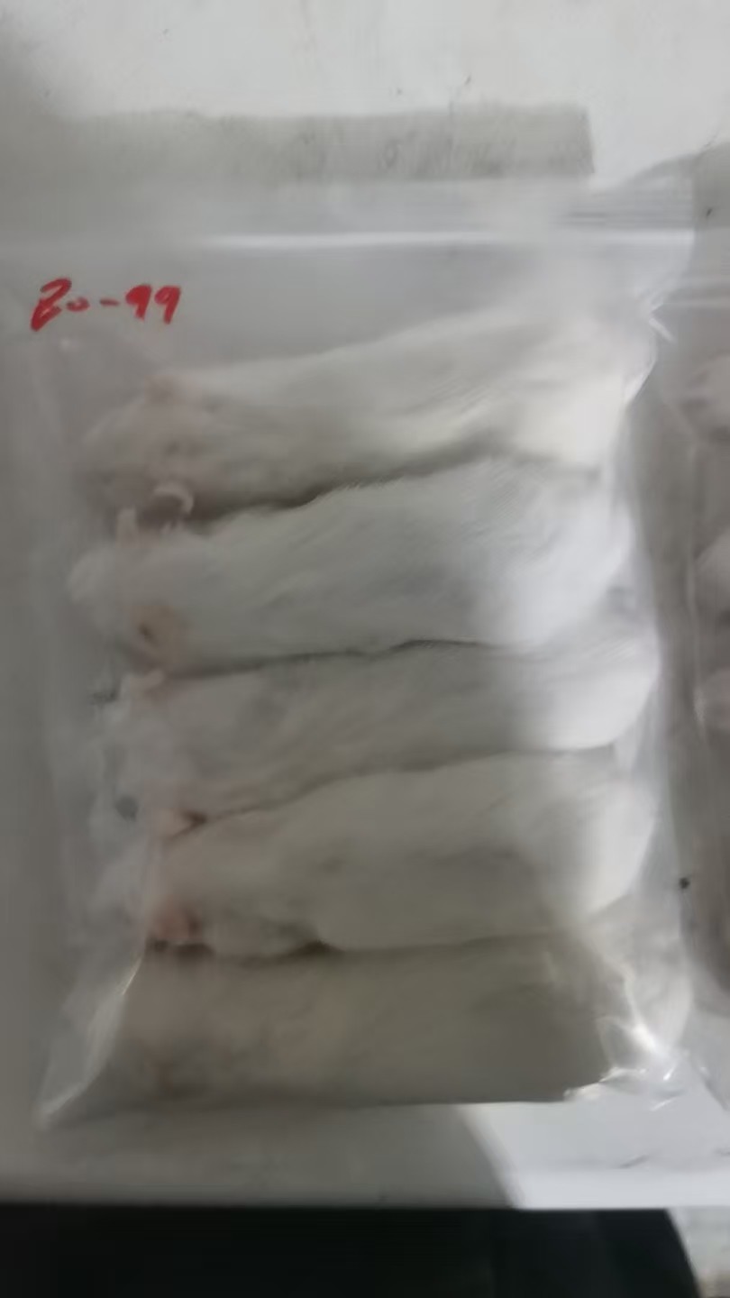 고단백 냉동 마우스 및 랫츠 해동된 설치류 온라인 주문 20g