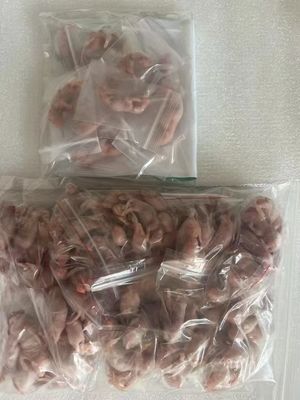 Newborn Pinky Mice For Snakes Rodent Large Live Frozen Thawed Pinky Mice