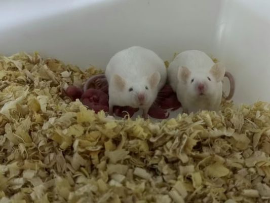 Photo inspiration: Picture Idea: 100 Quantity Thawing Frozen Rats For Snakes Safely 18 C
